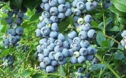 Tifblue Rabbiteye Blueberry - 7 Gallon Pot -Wilson Bros Gardens Blueberry Tifblue 3