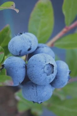 Tifblue Rabbiteye Blueberry - 1 Gallon Pot