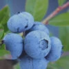 Tifblue Rabbiteye Blueberry - 7 Gallon Pot