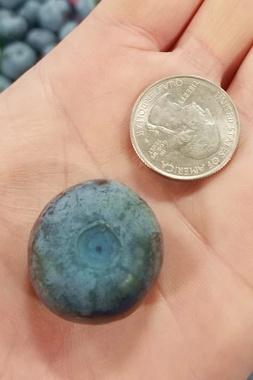 Titan Blueberry - 6 Pack Of 1 Gallon Pots 1 Titan Blueberry - 6 Pack Of 1 Gallon Pots