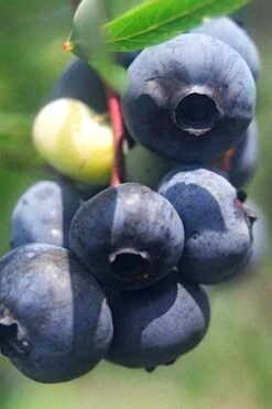 Titan Blueberry - 1 Gallon Pot 9 Titan Blueberry - 1 Gallon Pot -Wilson Bros Gardens Blueberry Titan 12