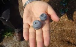 Titan Blueberry - 3 Gallon Pot 10 Titan Blueberry - 3 Gallon Pot -Wilson Bros Gardens Blueberry Titan 3