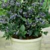 Top Hat Dwarf Blueberry - 1 Gallon Pot