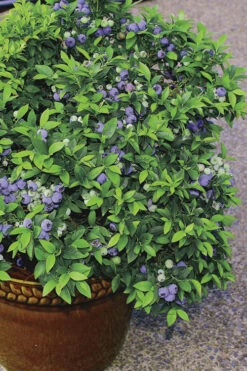 Top Hat Dwarf Blueberry - 1 Gallon Pot -Wilson Bros Gardens Blueberry Top Hat 2