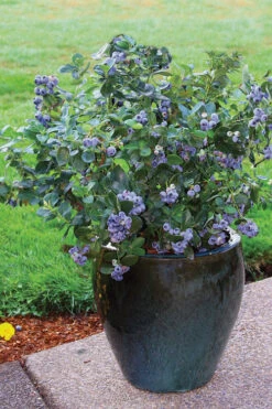 Top Hat Dwarf Blueberry - 1 Gallon Pot -Wilson Bros Gardens Blueberry Top Hat 3