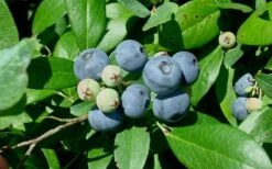 Vernon Rabbiteye Blueberry - 6 Pack Of 1 Gallon Pots -Wilson Bros Gardens Blueberry Vernon 1