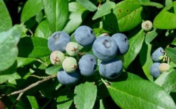 Vernon Rabbiteye Blueberry - 3 Gallon Pot -Wilson Bros Gardens Blueberry Vernon 2