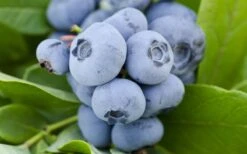 Woodard Rabbiteye Blueberry - 1 Gallon Pot -Wilson Bros Gardens Blueberry Woodard 1
