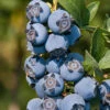 Star Southern Highbush Blueberry - 1 Gallon Pot