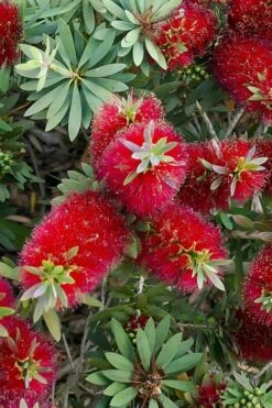 Little John Dwarf Red Bottlebrush (Callistemon Citinus) - 3 Gallon Pot 10 Little John Dwarf Red Bottlebrush (Callistemon Citinus) - 3 Gallon Pot -Wilson Bros Gardens Bottlebrush Little John 4 1