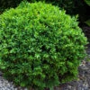 Dwarf English Boxwood - 5 Gallon Pot