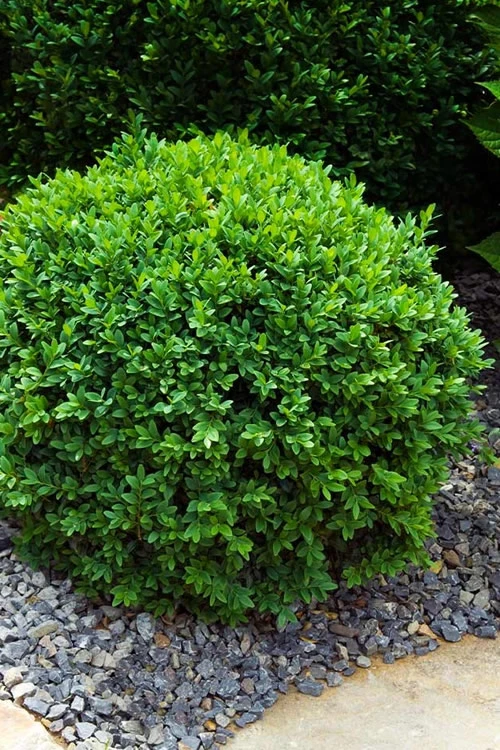 Dwarf English Boxwood - 5 Gallon Pot 1 Dwarf English Boxwood - 5 Gallon Pot