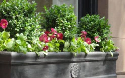 Dwarf English Boxwood - 5 Gallon Pot 9 Dwarf English Boxwood - 5 Gallon Pot -Wilson Bros Gardens Boxwood Dwarf English 2