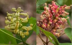 Painted Buckeye (Aesculus Sylvatica) - 1 Gallon Pot 9 Painted Buckeye (Aesculus Sylvatica) - 1 Gallon Pot -Wilson Bros Gardens Buckeye Painted 4