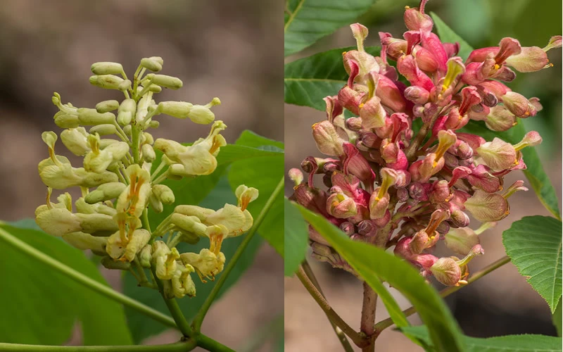 Painted Buckeye (Aesculus Sylvatica) - 1 Gallon Pot 4 Painted Buckeye (Aesculus Sylvatica) - 1 Gallon Pot - Image 4