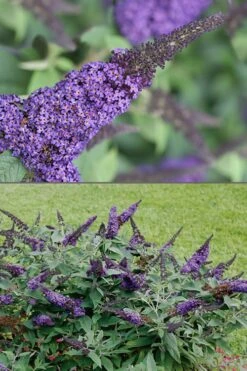 Pugster Blue Butterfly Bush - Buddleia - 3 Gallon Pot -Wilson Bros Gardens Butterfly Bush Pugster Blue 1