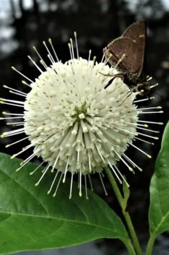 Buttonbush (Cephalanthus Occidentalis) - 3 Pack Of 1.5 Quart Pots 8 Buttonbush (Cephalanthus Occidentalis) - 3 Pack Of 1.5 Quart Pots -Wilson Bros Gardens Buttonbush 3