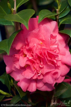 Ack-Scent Fragrant Pink Camellia Japonica - 1 Gallon Pot -Wilson Bros Gardens Camellia Ack Scent JW 3