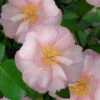 Agnes O Solomon Camellia Sasanqua - 3 Gallon Pot