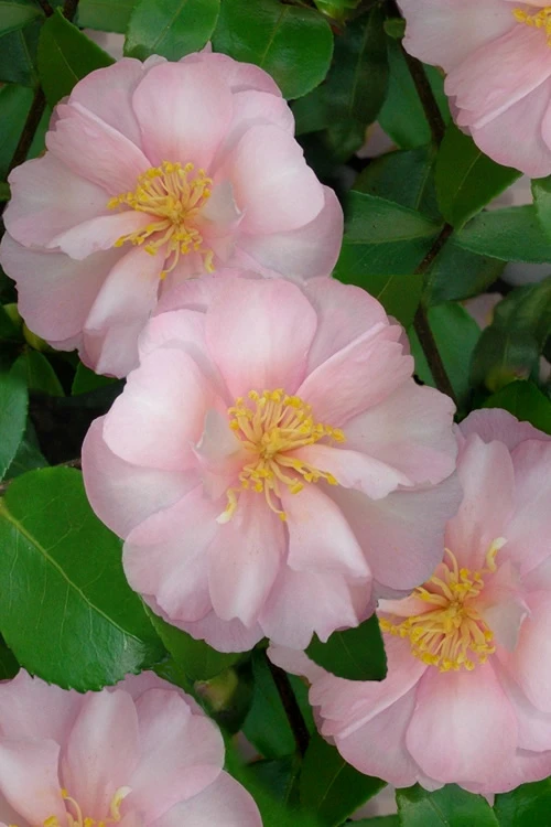 Agnes O Solomon Camellia Sasanqua - 3 Gallon Pot 1 Agnes O Solomon Camellia Sasanqua - 3 Gallon Pot
