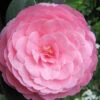 E.G. Waterhouse Camellia - Williamsii Hybrid - 1 Gallon Pot