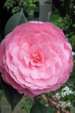 E.G. Waterhouse Camellia - Williamsii Hybrid - 1 Gallon Pot