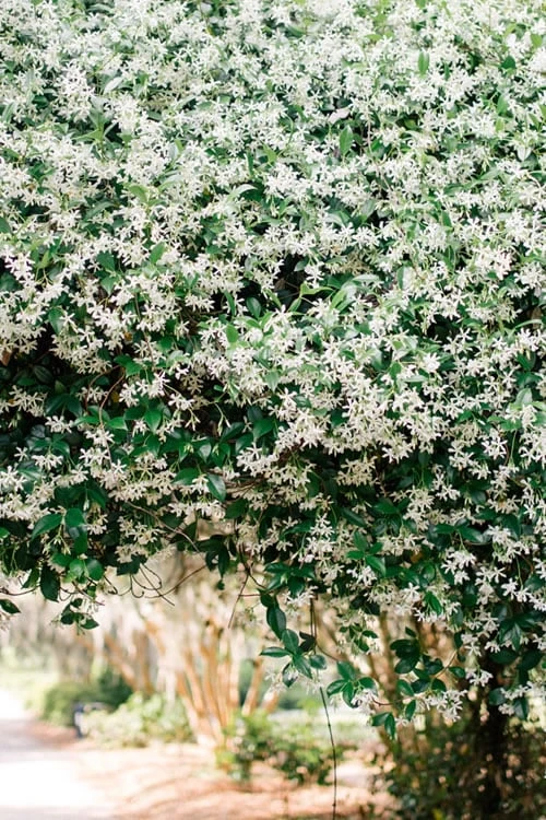 Madison Confederate Jasmine - 1 Gallon Pot 5 Madison Confederate Jasmine - 1 Gallon Pot - Image 5