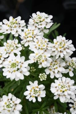 Tahoe Candytuft - Iberis Sempervirens - 10 Count Flat Of Quart Pots 11 Tahoe Candytuft - Iberis Sempervirens - 10 Count Flat Of Quart Pots -Wilson Bros Gardens Candytuft Tahoe 2
