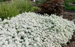 Tahoe Candytuft - Iberis Sempervirens - 10 Count Flat Of Quart Pots 10 Tahoe Candytuft - Iberis Sempervirens - 10 Count Flat Of Quart Pots -Wilson Bros Gardens Candytuft Tahoe 3