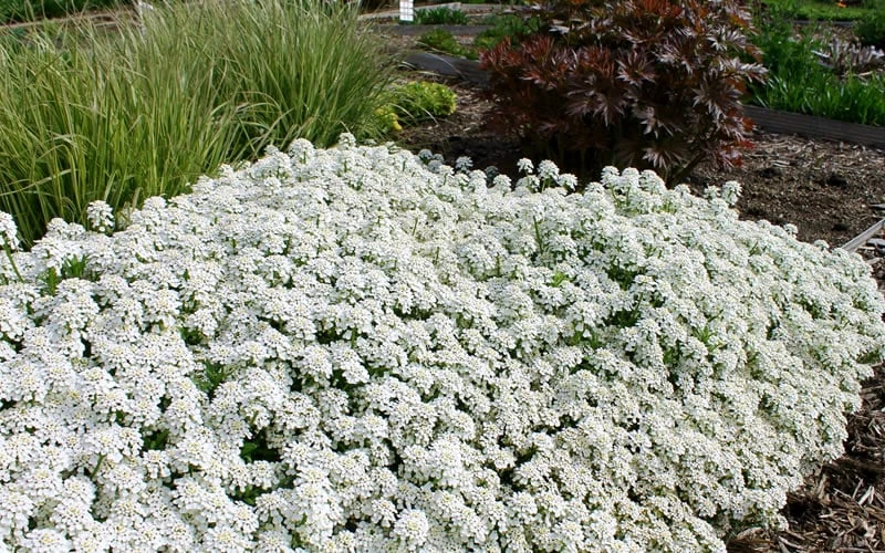 Tahoe Candytuft - Iberis Sempervirens - 10 Count Flat Of Quart Pots 4 Tahoe Candytuft - Iberis Sempervirens - 10 Count Flat Of Quart Pots - Image 4