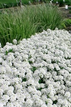 Tahoe Candytuft - Iberis Sempervirens - 10 Count Flat Of Quart Pots 13 Tahoe Candytuft - Iberis Sempervirens - 10 Count Flat Of Quart Pots -Wilson Bros Gardens Candytuft Tahoe 5