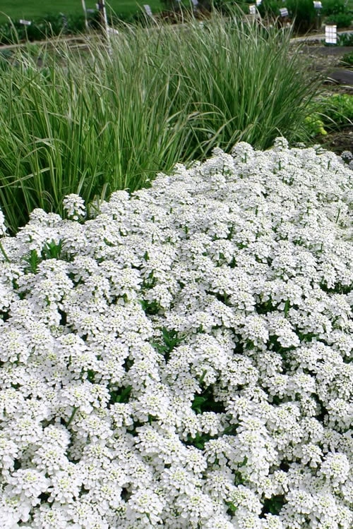 Tahoe Candytuft - Iberis Sempervirens - 10 Count Flat Of Quart Pots 7 Tahoe Candytuft - Iberis Sempervirens - 10 Count Flat Of Quart Pots - Image 7