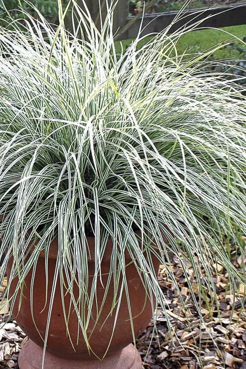 Evercolor Everest Carex - 1 Gallon Pot 1 Evercolor Everest Carex - 1 Gallon Pot