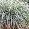 Evercolor Everest Carex - 1 Gallon Pot
