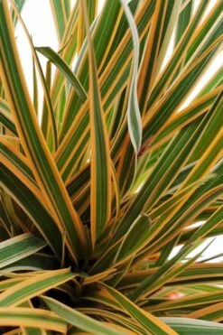 Evercolor Everglow Carex - 1 Gallon Pot -Wilson Bros Gardens Carex Evercolor Everglow 1