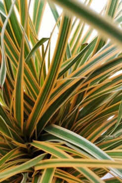 Evercolor Everglow Carex - 1 Gallon Pot -Wilson Bros Gardens Carex Evercolor Everglow 2 1