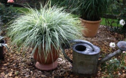 Evercolor Everest Carex - 1 Gallon Pot -Wilson Bros Gardens Carex Evercolr Everest 1 1