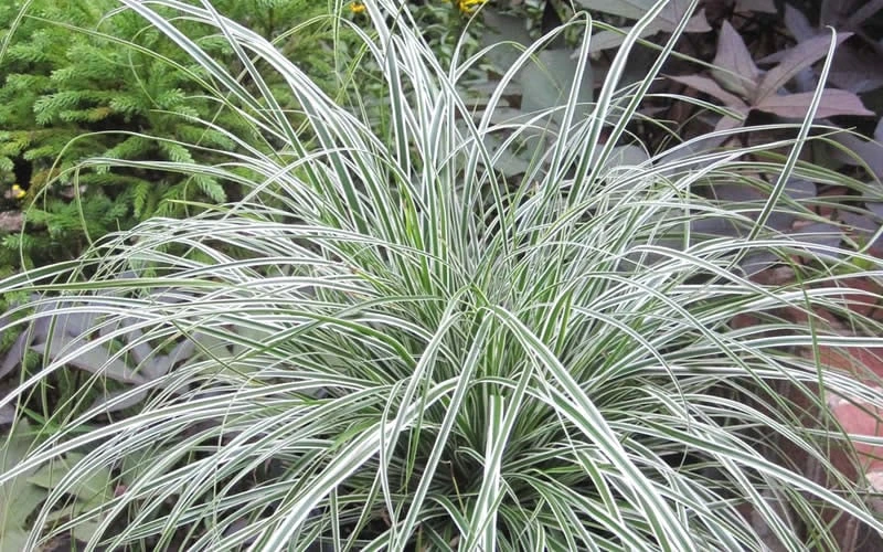 Evercolor Everest Carex - 1 Gallon Pot 4 Evercolor Everest Carex - 1 Gallon Pot - Image 4