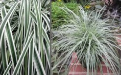 Evercolor Everest Carex - 1 Gallon Pot 11 Evercolor Everest Carex - 1 Gallon Pot -Wilson Bros Gardens Carex Evercolr Everest 3