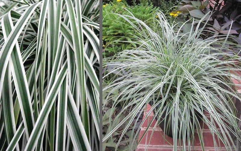 Evercolor Everest Carex - 1 Gallon Pot 6 Evercolor Everest Carex - 1 Gallon Pot - Image 6