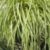 Evergold Japanese Sedge (Carex Hachijoensis) - 5 Pack Of Quart Pots