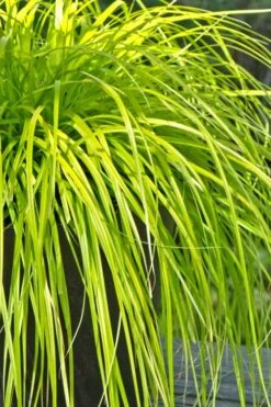 Evercolor 'Everillo' Carex - 5 Pack Of Quart Pots -Wilson Bros Gardens Carex Everillo 500x750 5