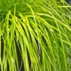 Evercolor Everillo Carex - 10 Pack Of Quart Pots