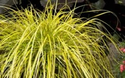Evercolor Everillo Carex - 10 Pack Of Quart Pots -Wilson Bros Gardens Carex Everillo Plant 1