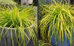 Evercolor Everillo Carex - 10 Pack Of Quart Pots -Wilson Bros Gardens Carex Everillo Plant Containers 2