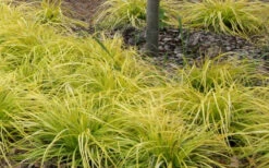 Evercolor Everillo Carex - 10 Pack Of Quart Pots -Wilson Bros Gardens Carex Everillo Plant Patch 2