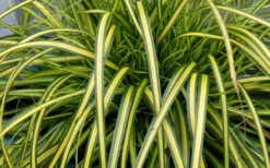 Evercolor Eversheen Carex- 1 Gallon Pot -Wilson Bros Gardens Carex Eversheen 1 1