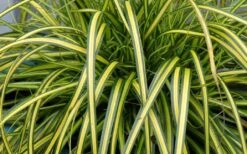 Evercolor Eversheen Carex - 1 Gallon Pot -Wilson Bros Gardens Carex Eversheen 1 2