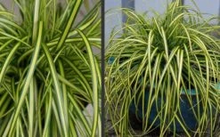 Evercolor Eversheen Carex - 1 Gallon Pot -Wilson Bros Gardens Carex Eversheen 2 2