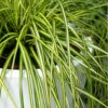 Evercolor Eversheen Carex- 1 Gallon Pot
